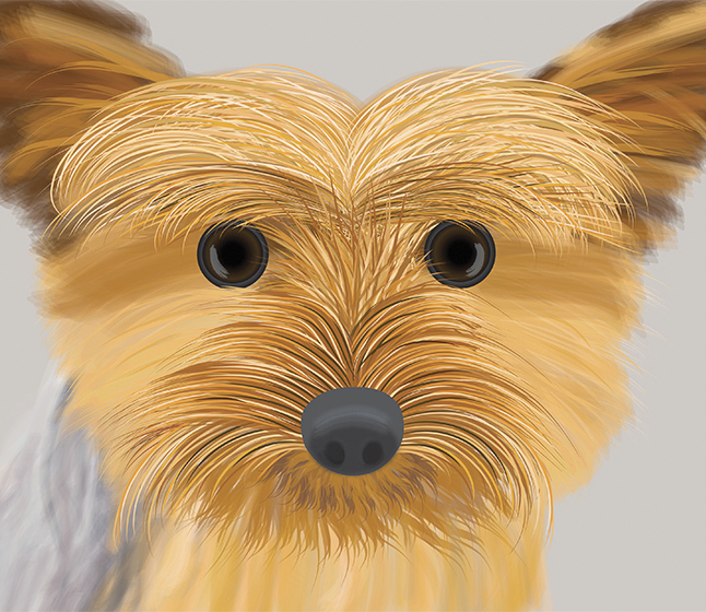 illustration of an Australian Silky Terrier